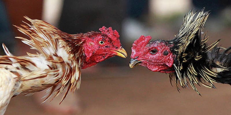 Bí kiếp chiến thắng.