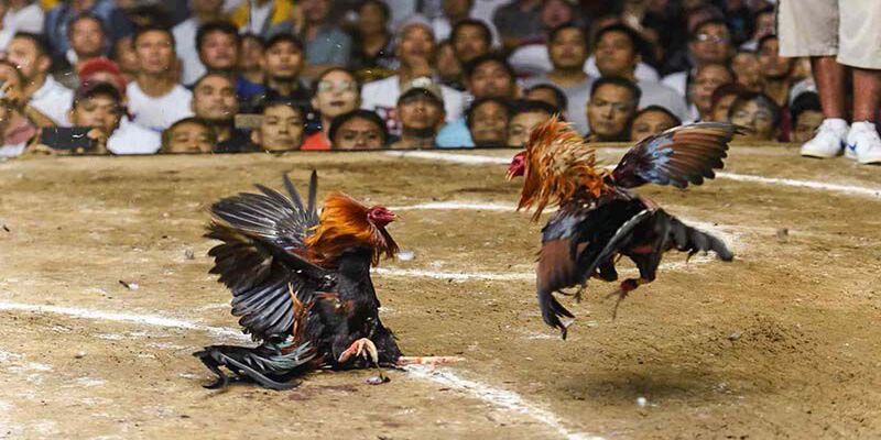 Kết quả trận đá gà 